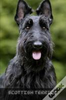 Scottish Terrier
