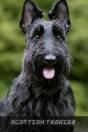 Scottish Terrier - Preview