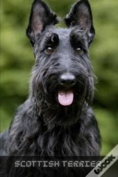 Scottish Terrier