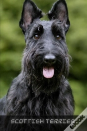 Capa do artigo Scottish Terrier