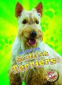 Scottish Terriers - Preview