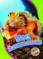Sea Anemones - Preview