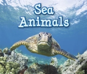 Sea Animals