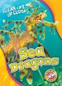 Sea Dragons - Preview