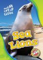 Sea Lions - Preview