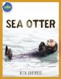 Sea Otter Ages 2-4 - Preview