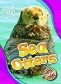 Sea Otters - Preview