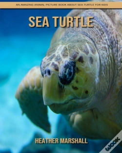 Capa do artigo Sea Turtle