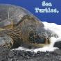 Sea Turtles, What Do You Do? - Preview