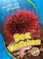 Sea Urchins - Preview
