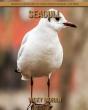 Seagull - Preview