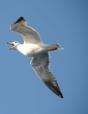 Seagull - Preview
