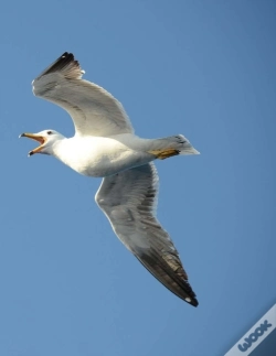 Capa do artigo Seagull