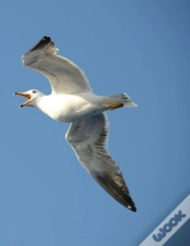 Capa do artigo Seagull