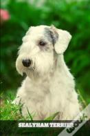 Sealyham Terrier