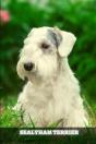 Sealyham Terrier - Preview