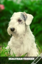 Capa do artigo Sealyham Terrier