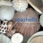 Seashells - Preview