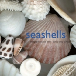 Capa do artigo Seashells