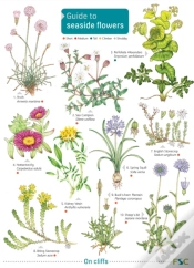Capa do artigo Seaside Flowers