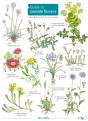 Seaside Flowers - Preview
