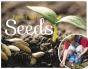 Seeds - Preview