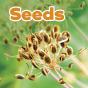 Seeds - Preview