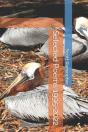 Selected Poems 1995-2022 - Preview