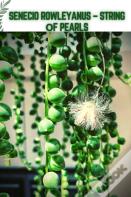 Senecio Rowleyanus - String ÃÂ¾F Pearls