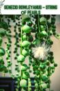 Senecio Rowleyanus - String ÃÂ¾F Pearls - Preview