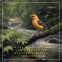 Serene River Stream And Enchanting Bullock’S Oriole Melodies - Preview