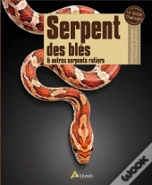 Serpent Des Bles  Autres Serpents Ratiers