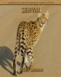 Serval - Preview