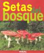Setas Del Bosque - Preview