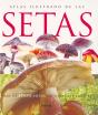 Setas - Preview