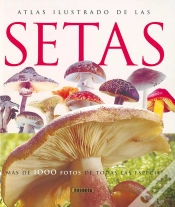 Capa do artigo Setas