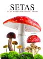 Setas - Preview
