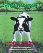 Shamrock The Calf That Beats The Odds - Preview