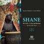 Shane - Preview