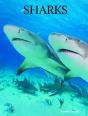 Sharks - Preview