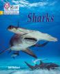 Sharks - Preview