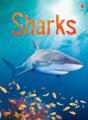 Sharks - Preview