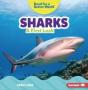 Sharks - Preview