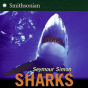 Sharks - Preview