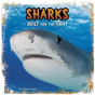 Sharks - Preview