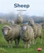Sheep - Preview