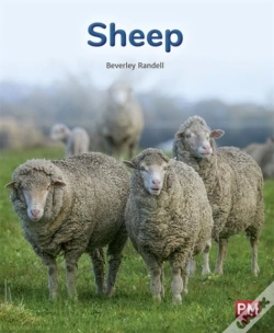 Capa do artigo Sheep
