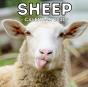 Sheep Calendar 2021 - Preview