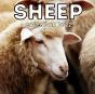 Sheep Calendar 2022 - Preview