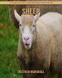 Sheep - Preview